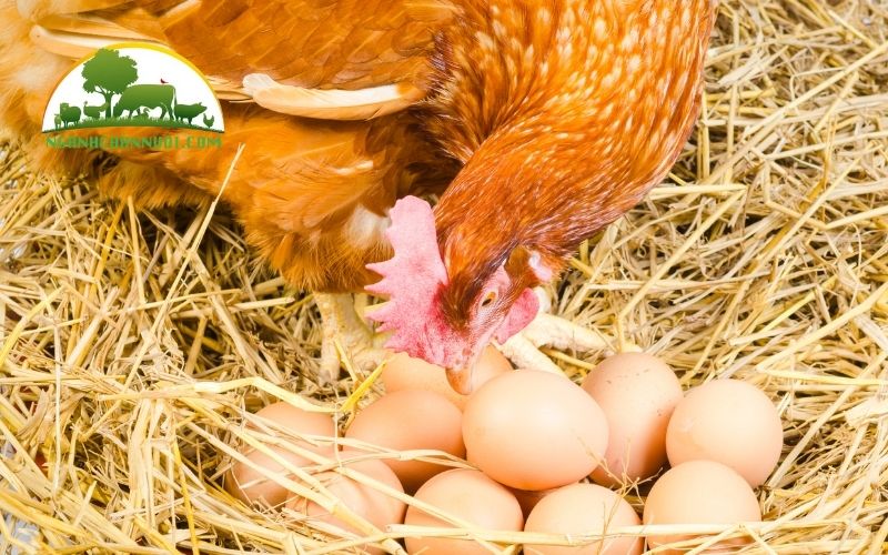 Mô hình nuôi gà đẻ trứng hộ gia đình tại nước ta hiện nay 6 mô hình nuôi gà đẻ trứng hộ gia đình