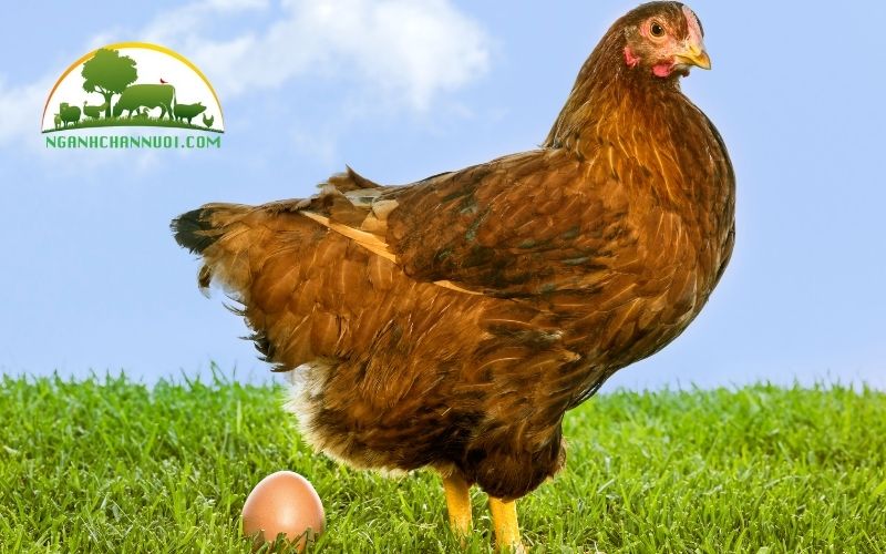Mô hình nuôi gà đẻ trứng hộ gia đình tại nước ta hiện nay 4 mô hình nuôi gà đẻ trứng hộ gia đình
