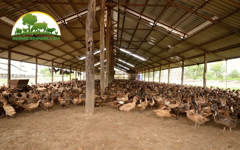 Mua giống vịt siêu trứng ở đâu? Cập nhật bảng giá vịt con mới nhất 4 mua giống vịt siêu trứng ở đâu