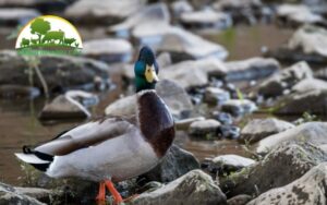 mua giống vịt siêu trứng ở đâu