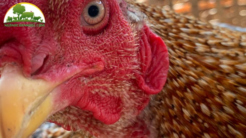 Tìm hiểu bí quyết nghề nuôi gà đá làm giàu 5 nghề nuôi gà đá