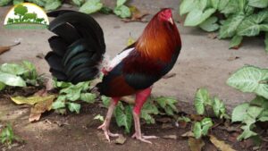 nghề nuôi gà đá