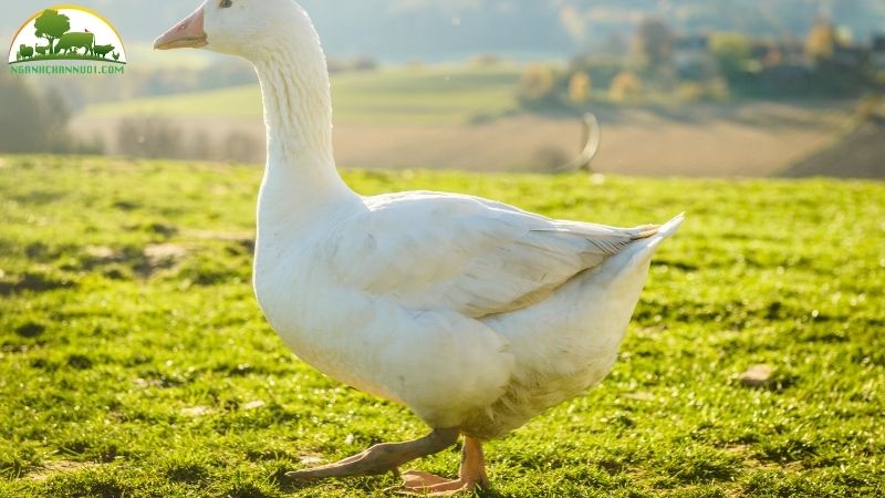 Ngỗng nuôi bao lâu thì đẻ trứng? 4 ngỗng nuôi bao lâu thì đẻ