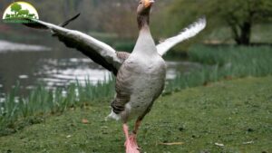 ngỗng nuôi bao lâu thì đẻ