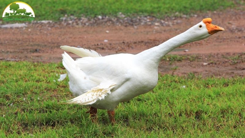Ngỗng nuôi bao lâu thì đẻ trứng? 6 ngỗng nuôi bao lâu thì đẻ