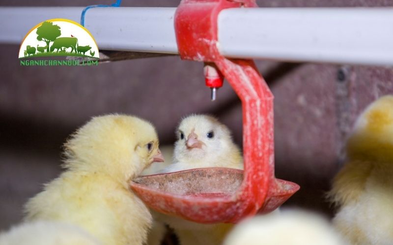 3+ mẫu núm uống cho gà chất lượng tốt nhất hiện nay 4 núm uống cho gà