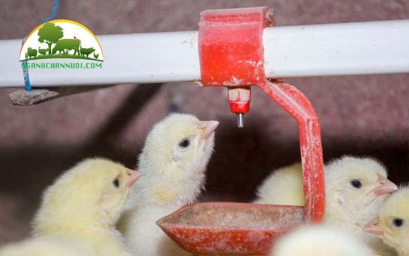 3+ mẫu núm uống cho gà chất lượng tốt nhất hiện nay 5 núm uống cho gà
