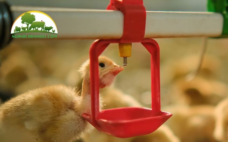 3+ mẫu núm uống cho gà chất lượng tốt nhất hiện nay 6 núm uống cho gà