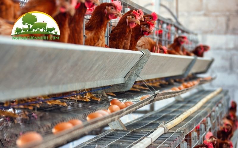 Cách nuôi gà đẻ trứng đúng kỹ thuật và hiệu quả kinh tế cao 6 nuôi gà đẻ trứng