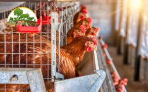 nuôi gà đẻ trứng