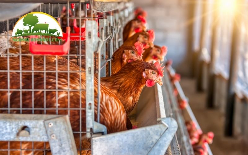 Cách nuôi gà đẻ trứng đúng kỹ thuật và hiệu quả kinh tế cao 4 nuôi gà đẻ trứng