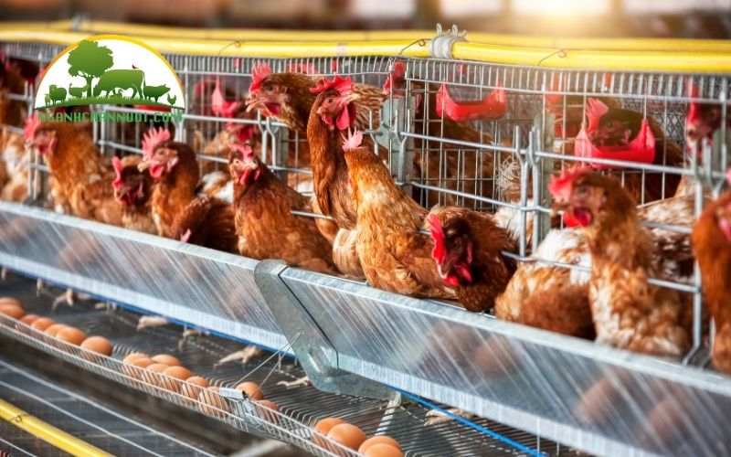 Cách nuôi gà đẻ trứng đúng kỹ thuật và hiệu quả kinh tế cao 5 nuôi gà đẻ trứng
