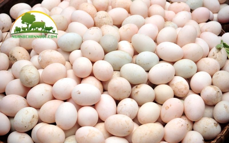 Mô hình, kỹ thuật và hạch toán nuôi vịt siêu trứng 4 Nuôi vịt siêu trứng