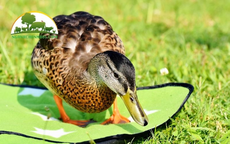 Mô hình, kỹ thuật và hạch toán nuôi vịt siêu trứng 6 Nuôi vịt siêu trứng
