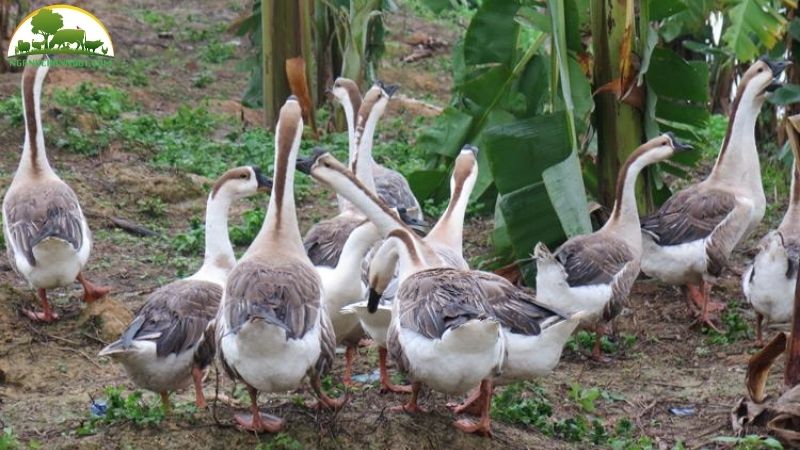 Cách phân biệt ngỗng sư tử và ngỗng lai 4 phân biệt ngỗng sư tử và ngỗng lai