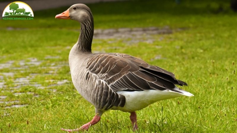 Cách phân biệt ngỗng sư tử và ngỗng lai 5 phân biệt ngỗng sư tử và ngỗng lai