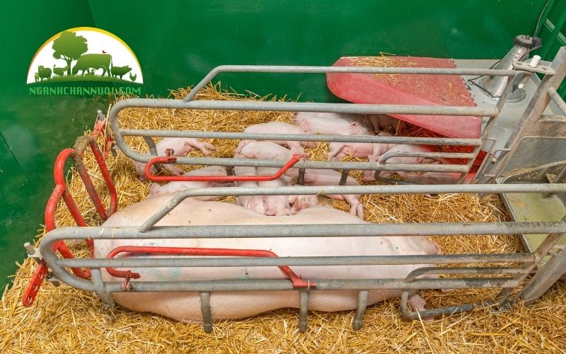 TOP 3 mẫu sàn lợn nái đẻ chất lượng tốt, giá rẻ nhất 2025 5 sàn lợn nái đẻ