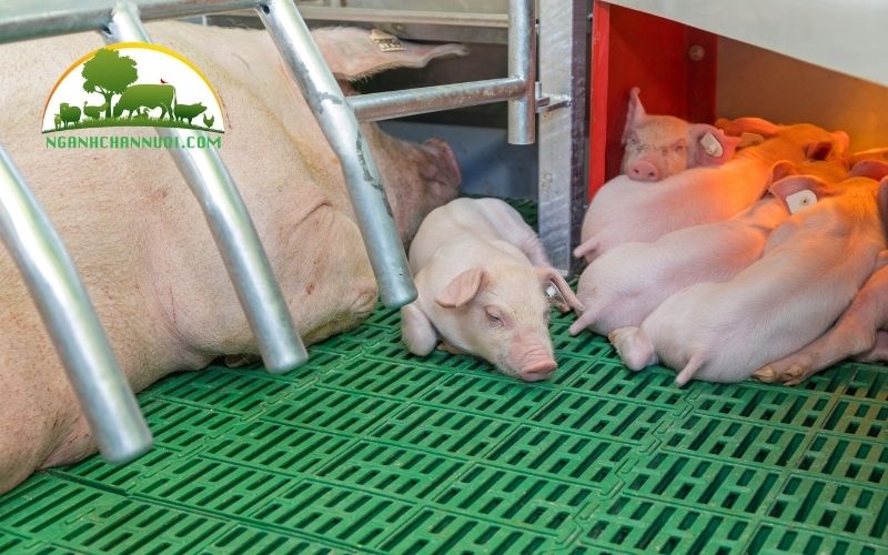 TOP 3 mẫu sàn lợn nái đẻ chất lượng tốt, giá rẻ nhất 2025 6 sàn lợn nái đẻ