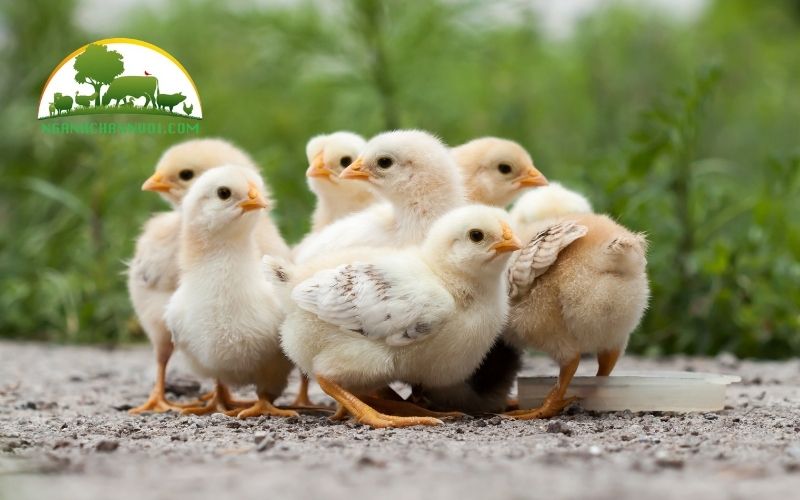 Tên các loại gà ở Việt Nam được nuôi phổ biến hiện nay 6 tên các loại gà ở việt nam