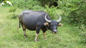 Trâu bị đau mắt trắng