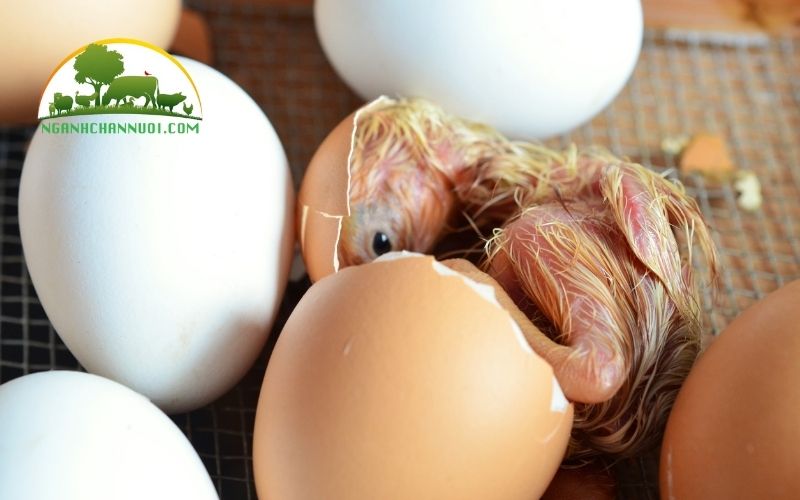 Trứng gà chọi ấp bao nhiêu ngày thì nở? 4 trứng gà chọi ấp bao nhiêu ngày thì nở