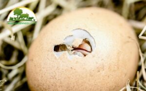 trứng gà chọi ấp bao nhiêu ngày thì nở