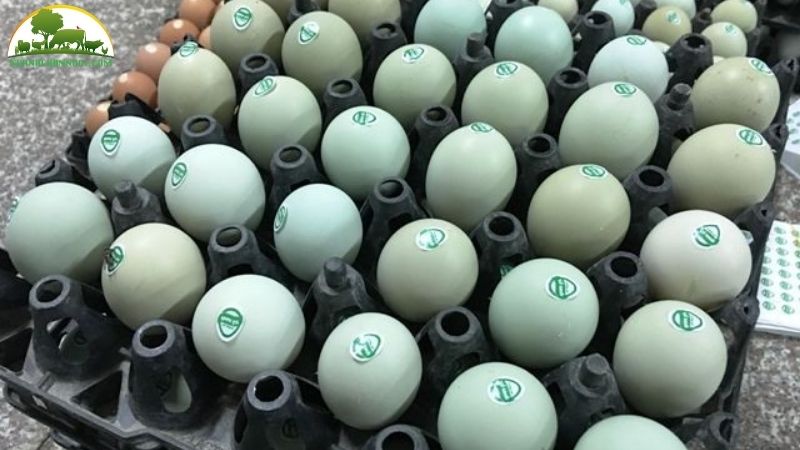 Trứng gà xanh dabaco giá bao nhiêu? 6 trứng gà xanh dabaco