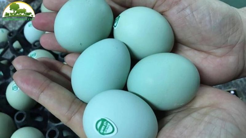 Trứng gà xanh là gì? Trứng gà vỏ xanh có tốt không 4 Trứng gà xanh