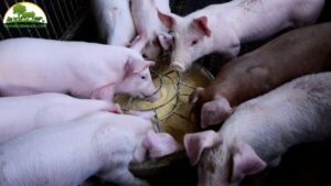 ủ thức ăn cho lợn