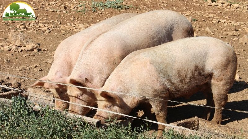Cách ủ thức ăn cho lợn và tự làm cám cho lợn chuẩn công thức 4 ủ thức ăn cho lợn