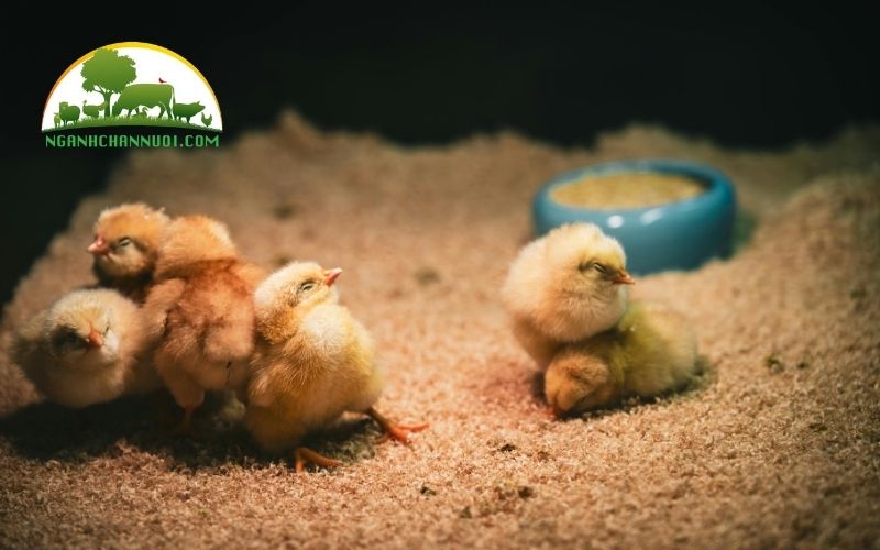Hướng dẫn kỹ thuật cách úm gà con mới nở 1 ngày tuổi 4 úm gà con mới nở