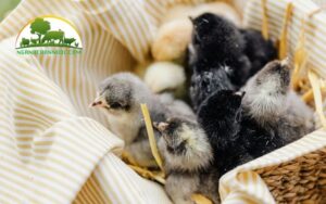 úm gà con mới nở