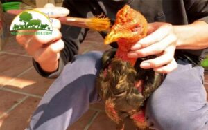 vào nghệ cho gà chọi