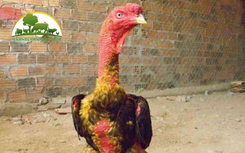 Hướng dẫn cách vào nghệ cho gà chọi, gà đá đúng chuẩn 5 vào nghệ cho gà chọi