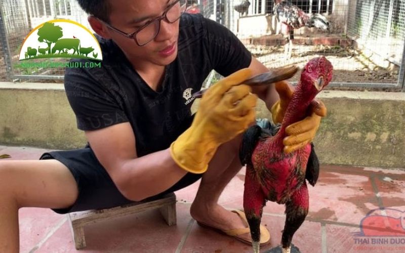 Hướng dẫn cách vào nghệ cho gà chọi, gà đá đúng chuẩn 4 vào nghệ cho gà chọi