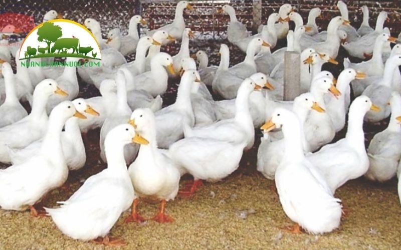 Vịt siêu thịt: đặc điểm, quy trình và kỹ thuật chăn nuôi 6 vịt siêu thịt