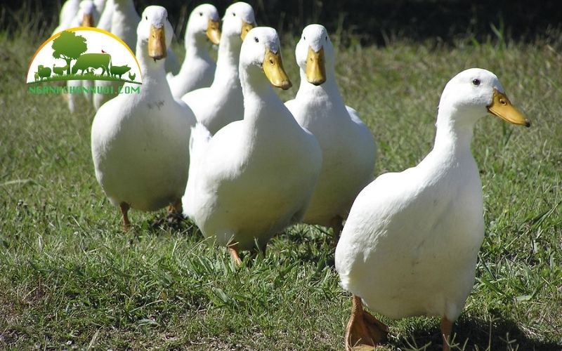 Vịt siêu thịt: đặc điểm, quy trình và kỹ thuật chăn nuôi 5 vịt siêu thịt