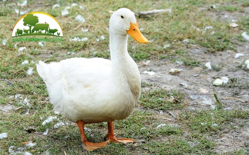 Vịt siêu thịt: đặc điểm, quy trình và kỹ thuật chăn nuôi 4 vịt siêu thịt