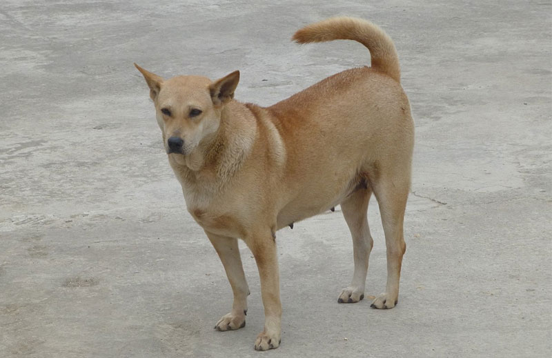 10kg chó hơi được bao nhiêu kg thịt? 3 cho hoi