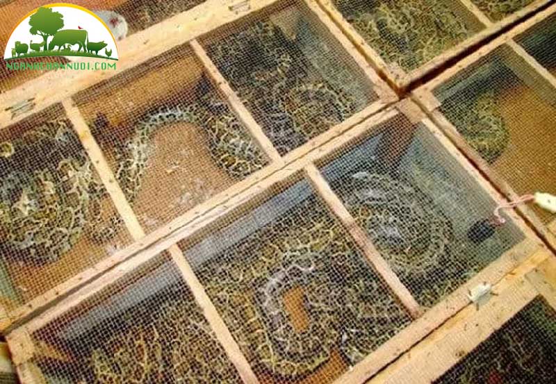 Kỹ thuật nuôi trăn hiệu quả kinh tế cao 7 Kỹ thuật nuôi trăn hiệu quả kinh tế cao