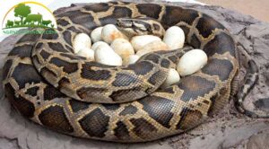 ky thuat nuoi tran 3