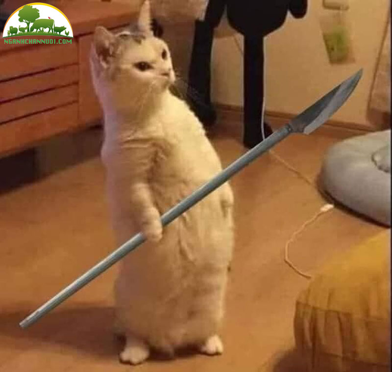 Bộ sưu tập 50+ hình meme mèo cute, hài hước cực ngầu 17 mèo ngầu