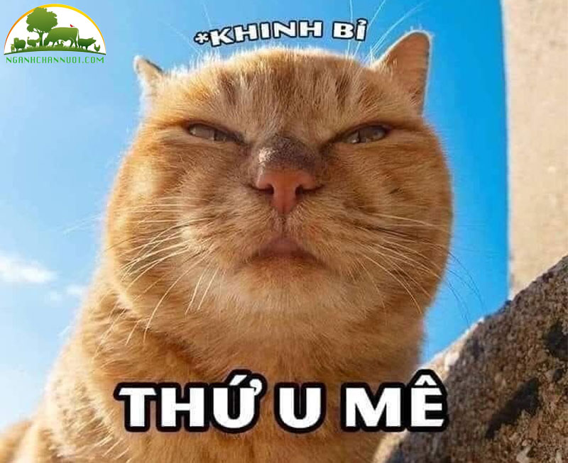 Bộ sưu tập 50+ hình meme mèo cute, hài hước cực ngầu 16 meme mèo hài hước