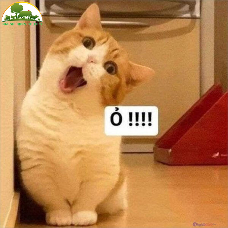 Bộ sưu tập 50+ hình meme mèo cute, hài hước cực ngầu 19 meo cung