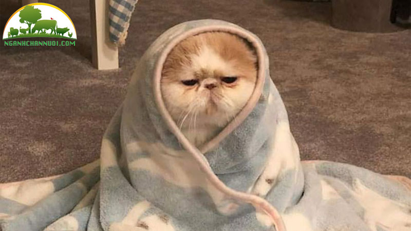 Bộ sưu tập 50+ hình meme mèo cute, hài hước cực ngầu 15 mèo meme