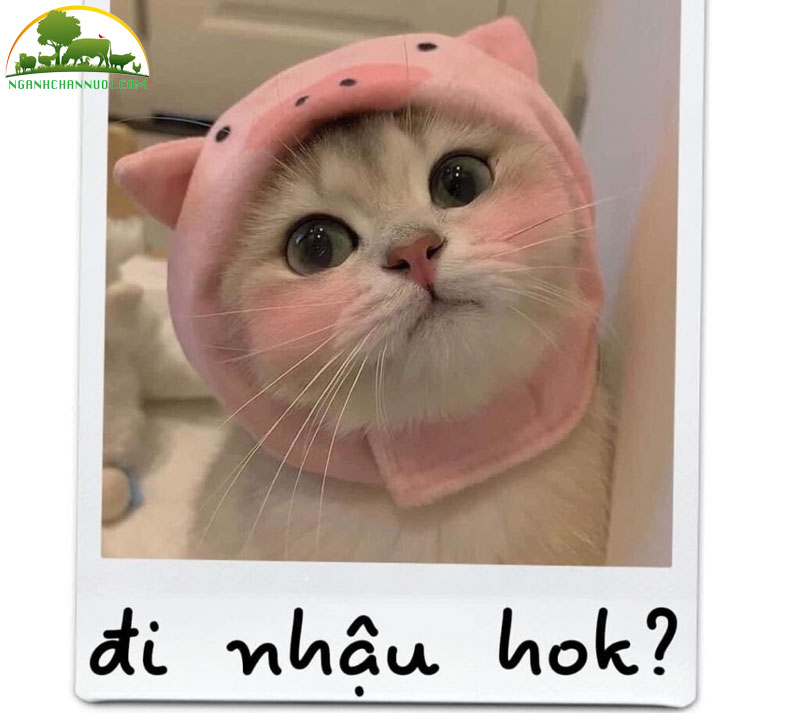 Bộ sưu tập 50+ hình meme mèo cute, hài hước cực ngầu 22 meo di nhau