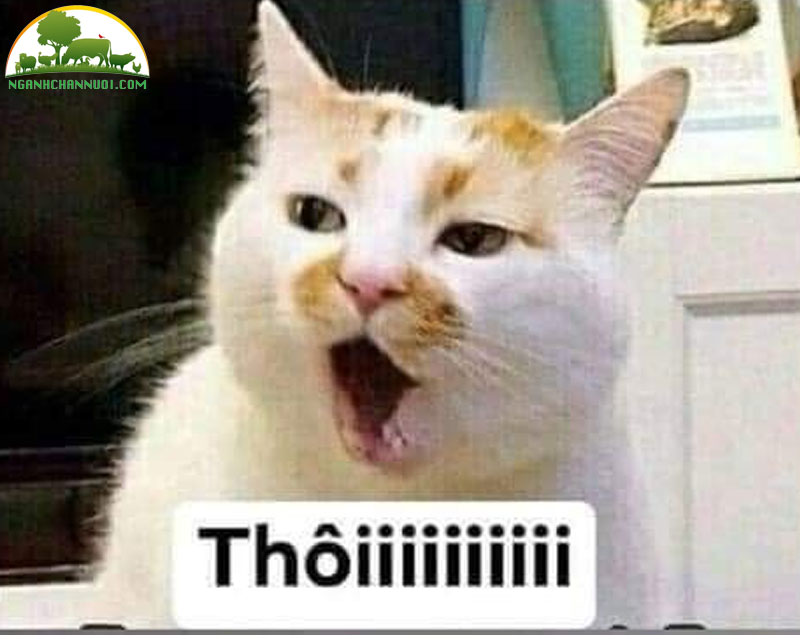 Bộ sưu tập 50+ hình meme mèo cute, hài hước cực ngầu 20 meo lay loi