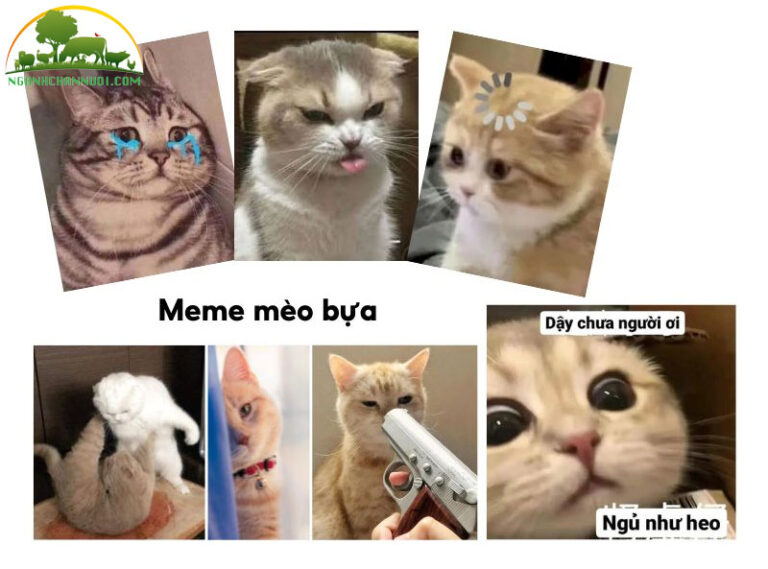 Bộ sưu tập 50+ hình meme mèo cute, hài hước cực ngầu