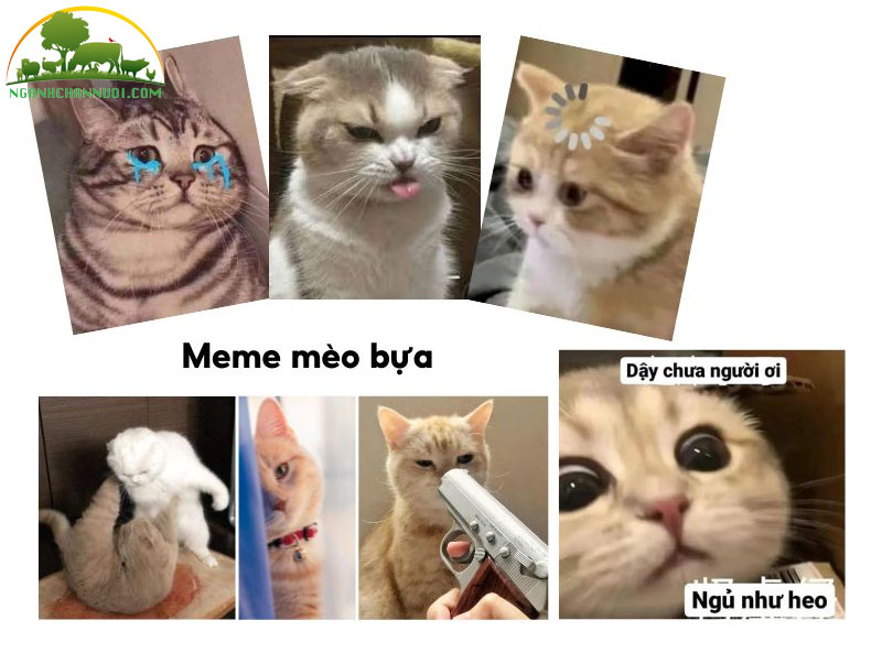Bộ sưu tập 50+ hình meme mèo cute, hài hước cực ngầu 13 mèo bựa