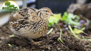 nguon goc dac diem cua chim cut va cach nuoi hieu qua